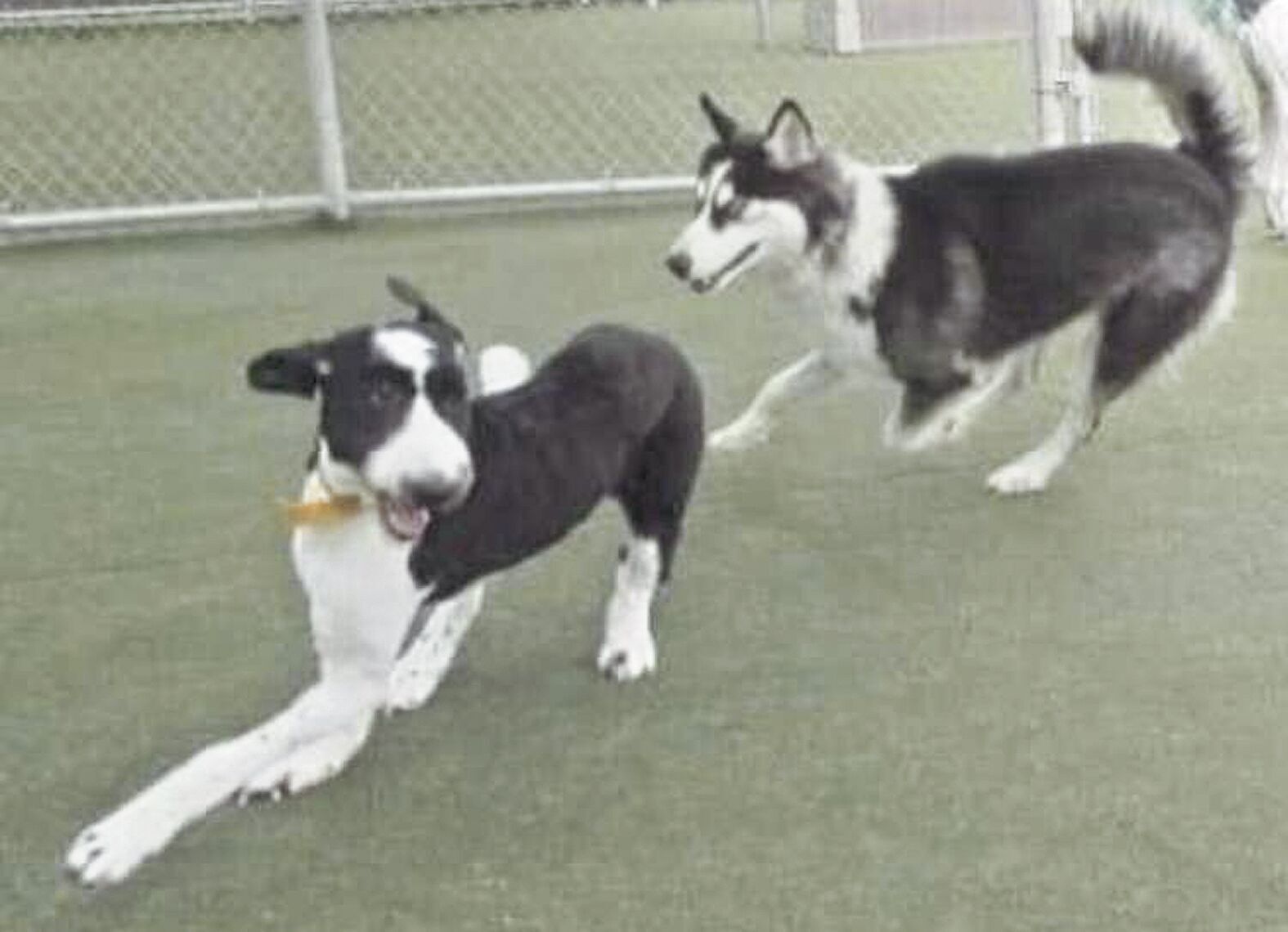 dog-3.tif